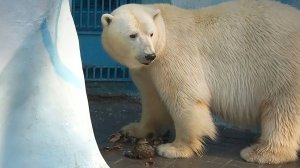 Семейная пара медведей Кай и Герда  позавтракали и пошли искупаться, но не вместе, а один за другим.