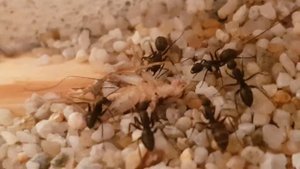 Camponotus Japonicus Feeding #Ant Life 60fps
