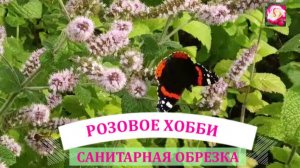 САНИТАРНАЯ ОБРЕЗКА РОЗ. НАЧИНАЮЩИМ