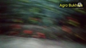 ALAMINA F1 АЛАМИНА F1 POMIDOR ПОМИДОР НА ГЕКТАР