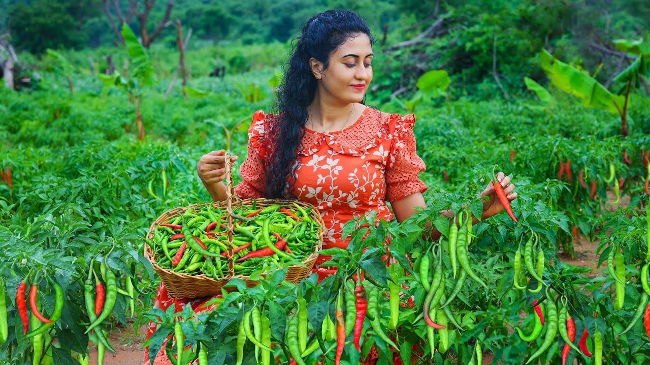 Green chili harvesting! I made flavorful chili recipes & preserved in two ways!