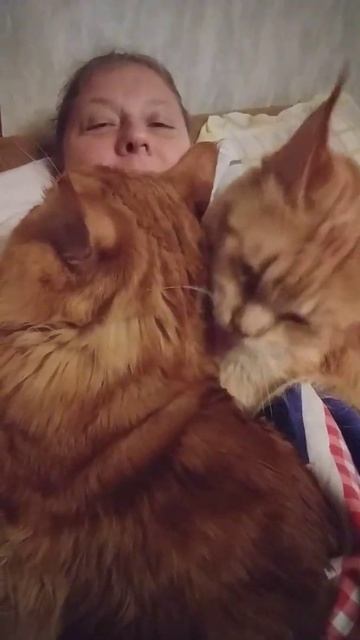 Кот Джокер,Мейн кун. И мы,Счастливы! Третий,не лишний. смотреть онлайн