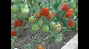 Томат ракета не сходить з дачної орбіти