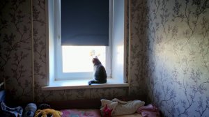 наблюдаю за кормушкой с воробьями и синицами, жизнь в деревне, деревенские будни