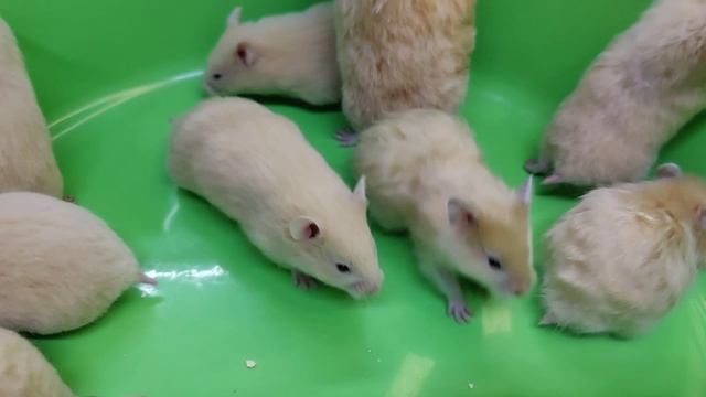 Хомячата сирийские с мамой