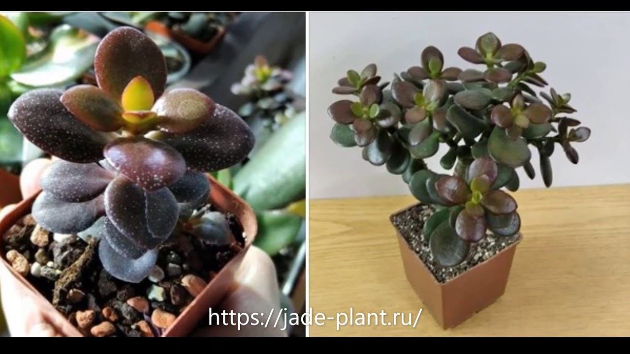 Jade Plant Денежные деревья