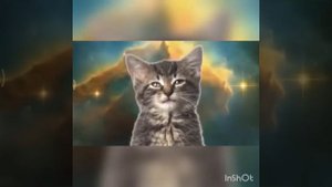 Песня мяу мяу мяу. исполнители: два котёнка