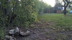 Рогатая погоня.