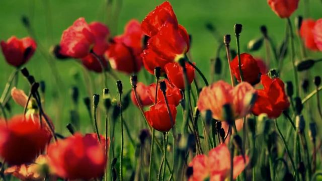 Мое измененное видео смотреть онлайн