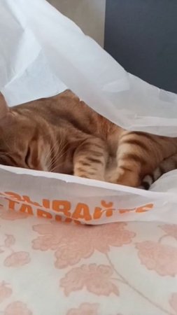 кошка в пакете😸