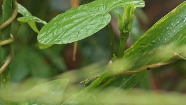 10 Aiea morning glory / Ipomoea triloba / Kangkung bulu / Little bell / 3 lobed MG #ipomoeatriloba