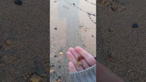 6 утра и весь янтарь мой😁

Утренний улов