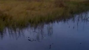 Автобот с Y-9,9 4т на мелководном режиме по протоке