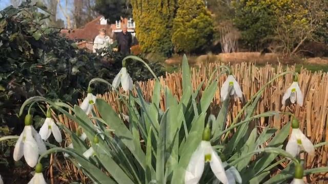 Snowdrop Sensation смотреть онлайн