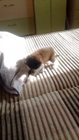 Первая в жизни МЫШЬ:))