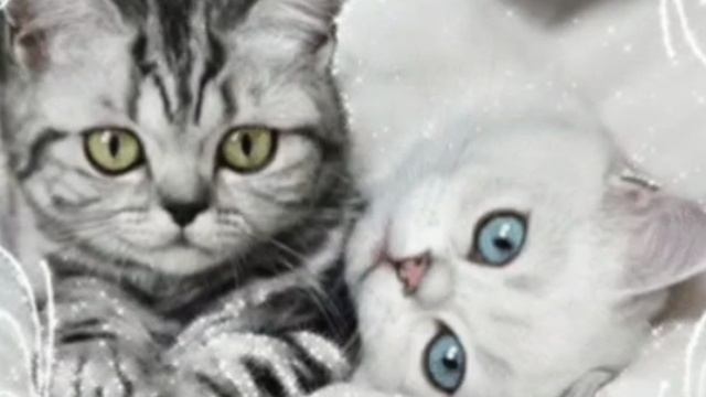 Котики обнимаются.