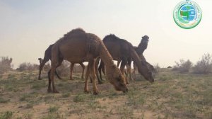 В Туркменистане выросло поголовье верблюдов
