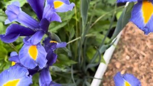 Sapphire Beauty Dutch Iris #backyardgardening #zone7