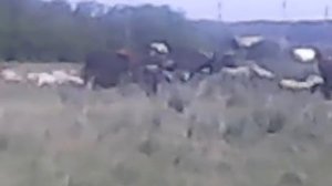 Как ловить баранов