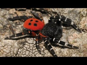 Влог: Находка ядовитого паука из красной книги (Эрезус)