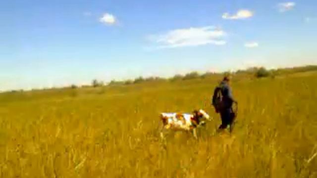 охота с Алабаем смотреть онлайн