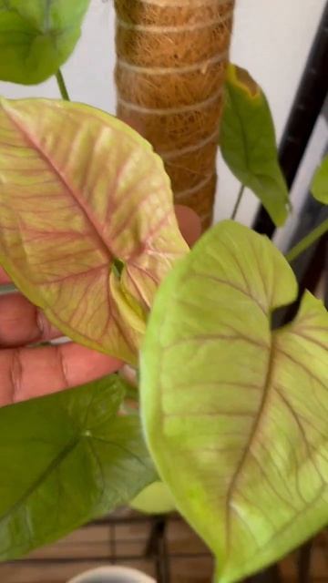 Sygonium surprises when. The leaves turn like this color #shorts #plantjourney #sygonium