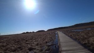 Прогулялись по Сестрорецкому Болоту 🥶