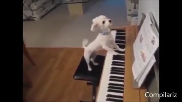 прикольные
