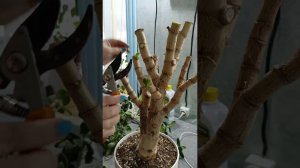 Налысо обрезала Крассулу! От денежного дерева остались лишь пеньки!