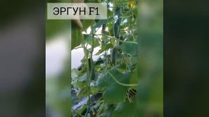 Огурец Эргун ( Ergyn) F1