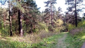 Поют птицы! Очень прекрасно. Весна. Апрель. Жара. Сибирь. +26. Лес. Прогулка. Летают бабочки, шмели