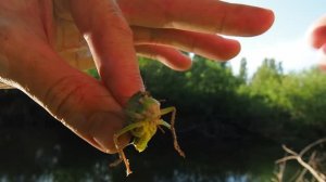 РЫБАЛКА на перетяг на НОВЫХ РВАХ. ЛОВИМ рыбу на САРАНЧУ