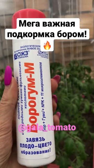 Мега важная подкормка бором! 🔥 https://vk.com/gala_tomato