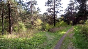 Прогулка по лесу. Бор. Весна в Апреле. Красота какая. Просыпается природа в Сибири. +26. Тепло. Ура!