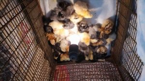 Инкубатор БЛИЦ НОРМА 72. Как мы выводим своих домашних цыплят .Кормим их..