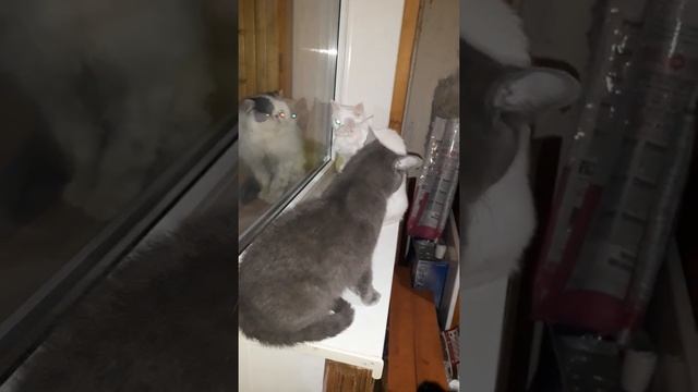 кошачьи разборки.Персей и Мая. моя мама хочет сбагрить кошек кому-нибудь.1марта. смотреть онлайн