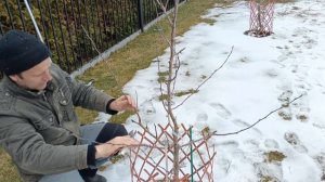 правильная формировка груши