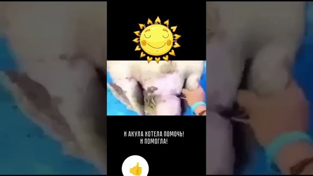 Акула, Черепаха и Люди