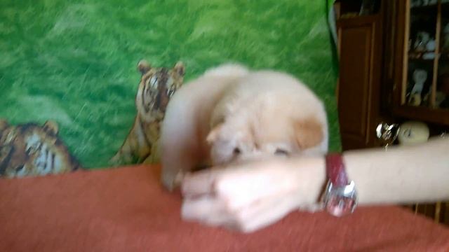 16 Balu 2 weeks 1 month смотреть онлайн