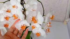 Орхидея Дарвин ( Phal. Darvin) 🧡