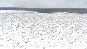 Как Удора встречает раннюю весну #1