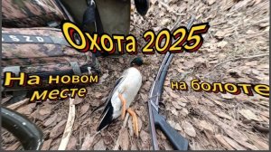охота на болоте на селезя с подсадной уткой 2025