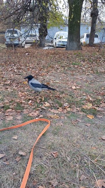 Ворон Гоша хотел сегодня выгуливать Дружка) #собака #ворона смотреть онлайн