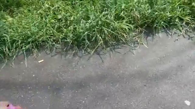 Vlog : день со мной и Ноксом (покупки к школе) смотреть онлайн