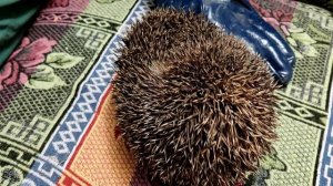 К нам пришел ежик, но собачки против, что нам  делать?