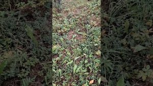 сбор грибов