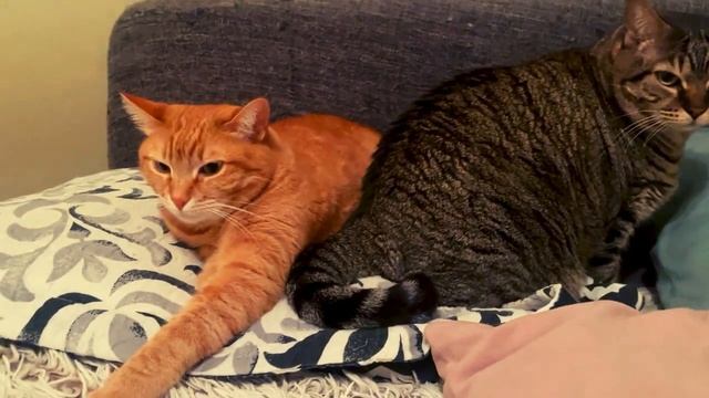 Забавные коты