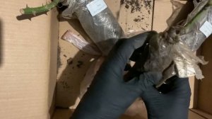 Обзор саженецев из садового центра "Зелёный остров" г. Орша