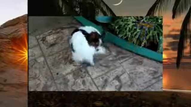 Коты и кошки Веселая подборка видео с животными смотреть онлайн