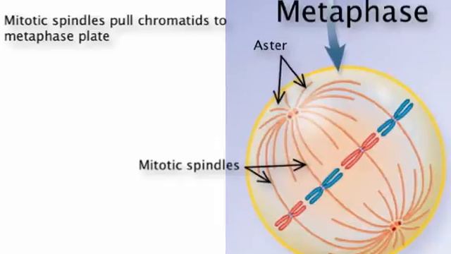 Chapter 4 Mitosis смотреть онлайн